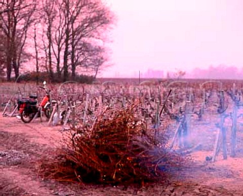 Burning Cabernet Sauvignon prunings on a frosty   morning in early January Chateau LeovilleBarton   StJulien