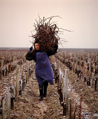 Collecting up Cabernet Sauvignon prunings for   burning on a frosty morning in early January Chteau LovilleBarton StJulien Gironde France   Mdoc  Bordeaux
