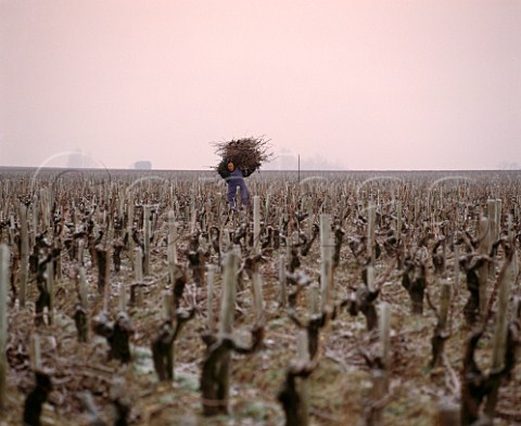 Collecting prunings for burning on a frosty winter morning in Cabernet Sauvignon vineyard of  Chteau LovilleBarton  StJulien Gironde France  Mdoc  Bordeaux