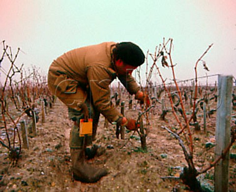 Pruning Cabernet Sauvignon vines on a frosty morning   in early January Chateau LeovilleBarton StJulien