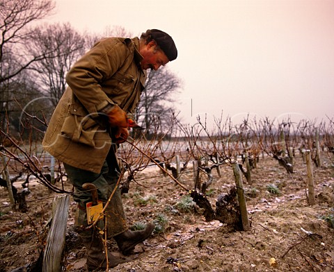 Pruning Cabernet Sauvignon vines on a Double Guyot   trellis on a frosty morning in early January   Chteau LovilleBarton StJulien Gironde France  Mdoc  Bordeaux