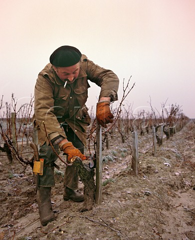 Pruning Cabernet Sauvignon vines on a frosty morning in early January Chteau LovilleBarton StJulien Gironde France  Mdoc  Bordeaux