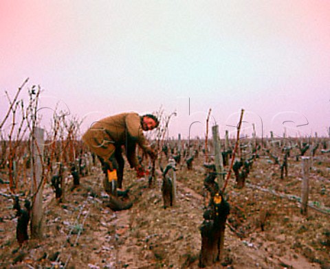 Pruning Cabernet Sauvignon vines on a frosty morning   in early January Chateau LeovilleBarton StJulien