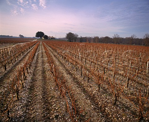 Vineyard in early January at Chteau dAngludet   Cantenac Gironde France   Margaux  Mdoc Cru Bourgeois Suprieur
