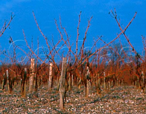 Unpruned vines in early January in vineyard of    Chteau dAngludet    Cantenac Gironde France  Margaux  Mdoc Cru Bourgeois Suprieur