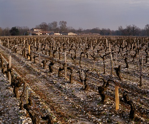 Chateau dAngludet viewed over pruned vineyard in   early January    Cantenac Gironde France  Margaux  Mdoc Cru Bourgeois Suprieur
