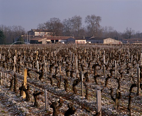 Pruned vineyard on gravel soil at Chteau dAngludet Cantenac Gironde France   Margaux  Mdoc Cru Bourgeois Suprieur