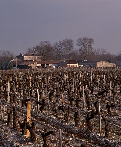Chteau dAngludet viewed over recently pruned   vineyard in early January Cantenac Gironde   France   Margaux  Mdoc Cru Bourgeois Suprieur