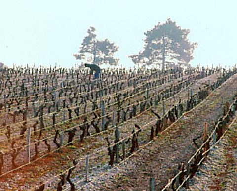Tying up vines after pruning in vineyard of   Chteau dAngludet Cantenac Gironde France  Margaux  Mdoc Cru Bourgeois Suprieur