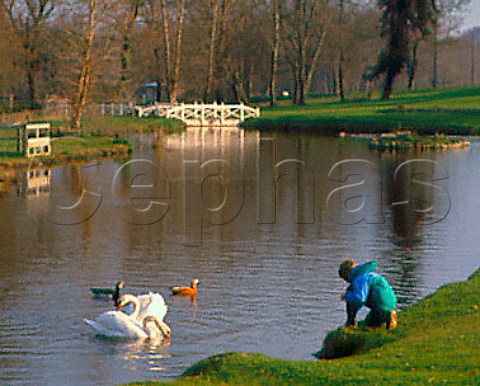 Boy feeding swans on the lake at Chteau dAngludet   Cantenac Gironde France   Margaux  Mdoc Cru Bourgeois Suprieur