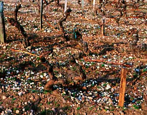Pruned vines in early January at   Chteau dAngludet Cantenac Gironde France   Margaux  Mdoc Cru Bourgeois Suprieur