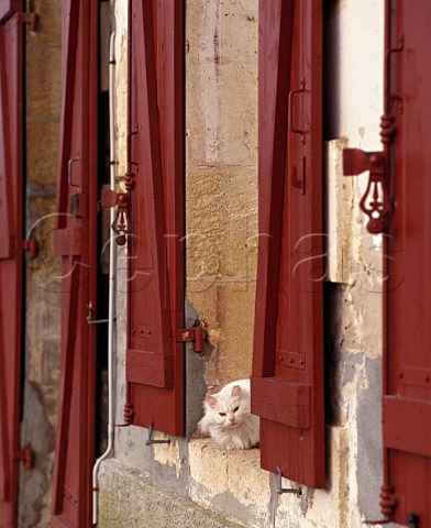 Cat on window sill at Chteau dAngludet   Cantenac Gironde France   Margaux  Mdoc Cru Bourgeois