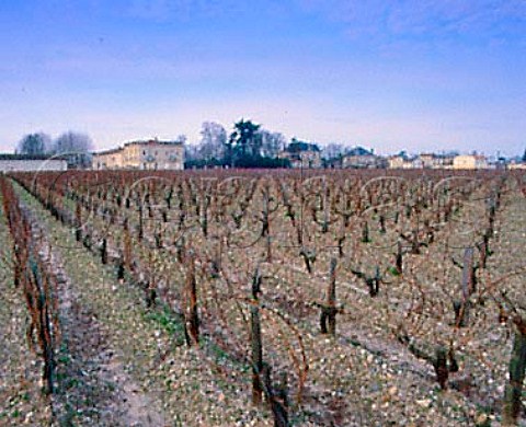 Chteau MarquisdeTerme and its vineyard in winter Margaux Gironde France   Mdoc  Bordeaux