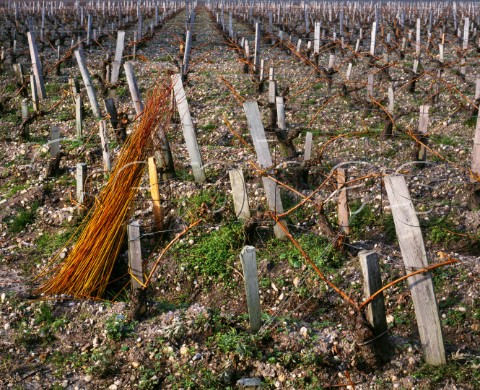 Bundle of osier in pruned vineyard of Chteau Palmer the traditional method of tying up vines Cantenac Gironde France Margaux  Bordeaux