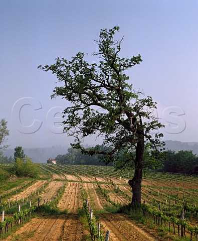 Oak tree in vineyard at Ruch Gironde France   EntreDeuxMers  Bordeaux