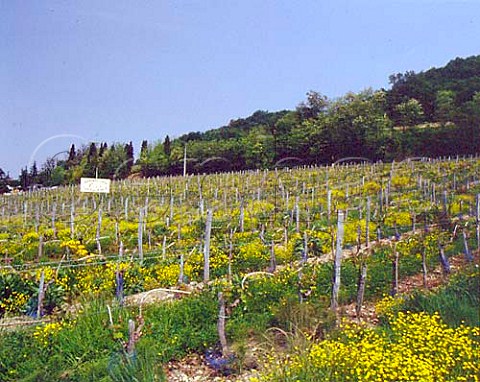 Buttercups flowering in vineyards of Chateau du   Cros Loupiac Gironde France  Loupiac    Bordeaux