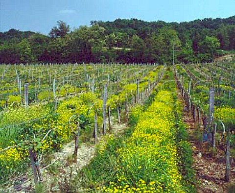 Buttercups flowering in vineyard of   Chteau du Cros Loupiac Gironde France   Loupiac  Bordeaux