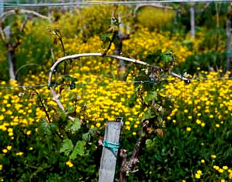 Spring growth in vineyard of Chteau du Cros   Loupiac Gironde France  Loupiac  Bordeaux