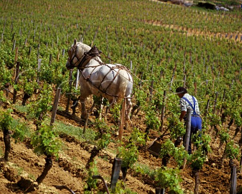 Using a Percheron horse to plough the soil near the base of the vines in vineyard of Chteau Magdelaine Stmilion Gironde France  Saintmilion  Bordeaux
