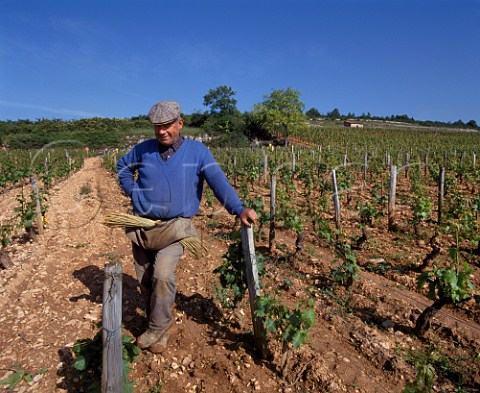 Domaine de la RomaneConti worker with bundle of osier shoots for tying up vines in Le Montrachet vineyard PulignyMontrachet Cte dOr France   Cte de Beaune Grand Cru