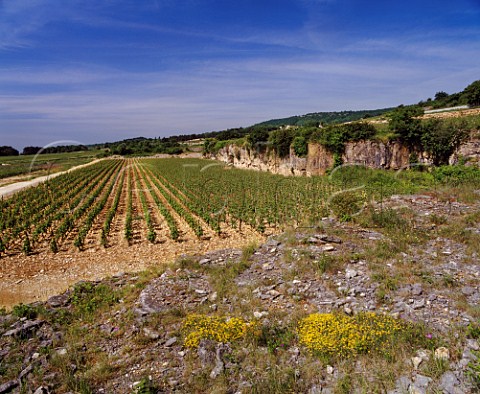 Les Perrires Dessous vineyard Meursault Cte dOr France   Cte de Beaune Premier Cru