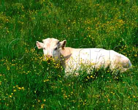 Cow in buttercups at Nantoux Cte dOr France   Bourgogne