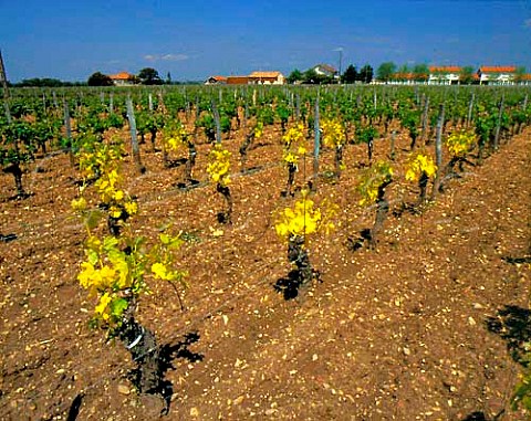 Vines suffering from Chlorosis caused by too much lime in the soil for the rootstock to cope with  it prevents the uptake of iron salts which leads to a yellowing of the leaves  Pomerol Gironde FrancePomerol  Bordeaux