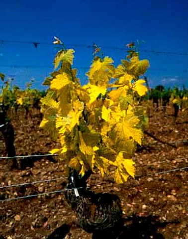Vine suffering from Chlorosis This is caused by too   much lime in the soil for the rootstock to cope with    it prevents the uptake of iron salts which leads to   a yellowing of the leaves