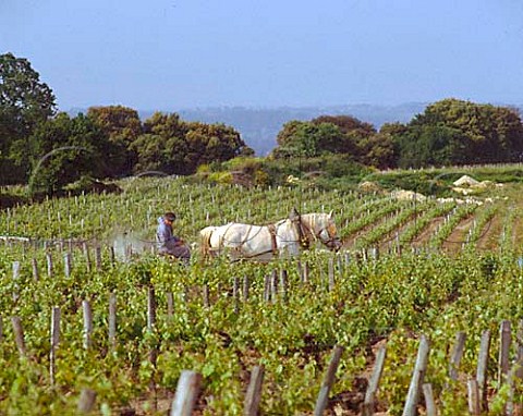 Spraying vineyard with copper sulphate using a   Percheron horse Chteau Magdelaine Stmilion   Gironde France  Saintmilion  Bordeaux