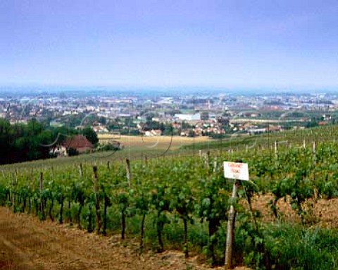 Cabernet Franc vineyard above Marmande   LotetGaronne France   AC Ctes du Marmandais