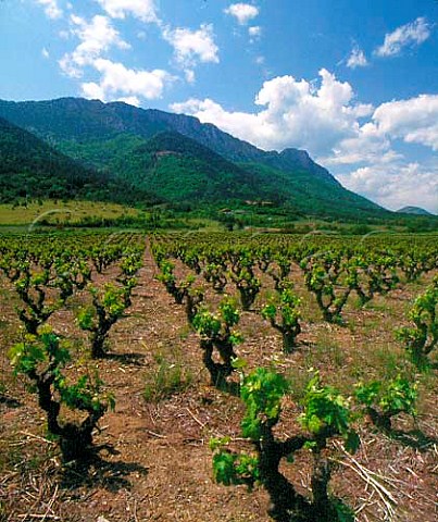 Vineyard at CaudisdeFenouilldes   PyrnesOrientales France   Ctes du Roussillon  Vin de Pays des Coteaux de   Fenouilldes