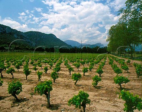 Vineyard at CaudisDeFenouilldes   PyrnesOrientales France   Ctes du Roussillon   Vin de Pays des Coteaux de Fenouilldes