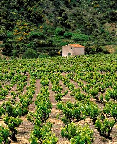 Vineyard and hut near Ansignan   PyrnesOrientales France   Ctes du RoussillonVillages