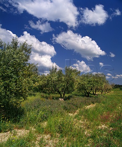 Olive grove near Nmes Gard France