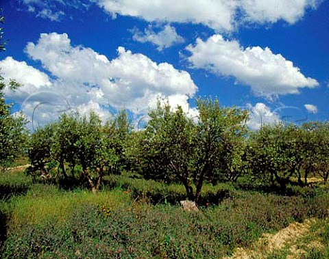Olive grove near Nmes Gard