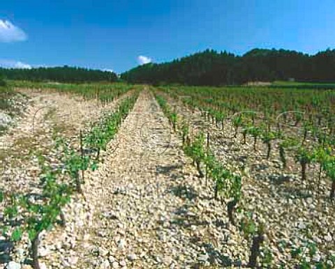 Vineyard of Domaine de Trvallon on the northfacing slopes of the Chaine des Alpilles near Les Baux BouchesduRhne France Les BauxdeProvence  