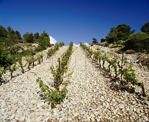 Vineyard of Domaine de Trvallon on the north slopes   of the Chaine des Alpilles near Les Baux BouchesduRhne France  Les BauxdeProvence