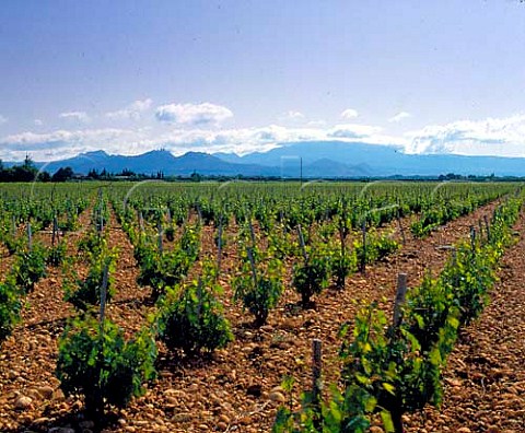 Vineyards of Chteau de Beaucastel with the   Dentelles de Montmirail and Mont Ventoux in the   distance  12 and 28 miles away respectively    Vaucluse    AC ChteauneufduPape
