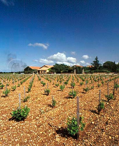 Chteau de Beaucastel viewed over its vineyards  Courthzon Vaucluse France  AC ChteauneufduPape