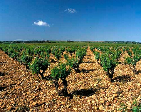 Vineyard of Chteau de Beaucastel Courthzon   Vaucluse France    AC ChteauneufduPape