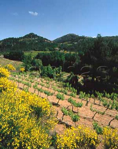 Broom in flower around vineyard on the slopes of the   Dentelles de Montmirail above Vacqueyras Vaucluse   AC Gigondas