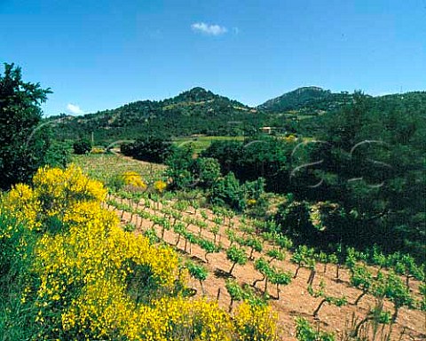 Broom in flower around vineyard on the slopes of the   Dentelles de Montmirail above Vacqueyras   Vaucluse France