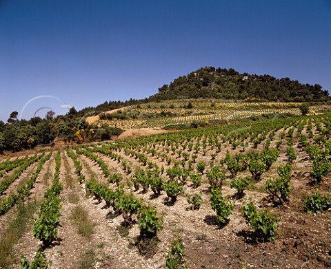 Vineyards on the lower slopes of the Dentelles de  Montmirail Vacqueyras Vaucluse France