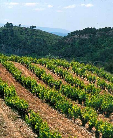 Vineyard on the slopes of the Dentelles de   Montmirail above Vacqueyras Vaucluse France