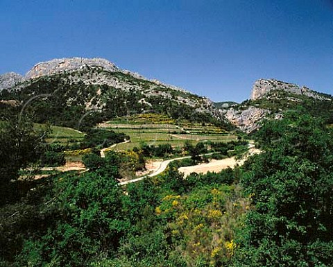 Vineyards on slopes of the Dentelles de Montmirail   north of BeaumesdeVenise Vaucluse France   ACs Muscat de BeaumesdeVenise    Ctes du RhneVillages BeaumesdeVenise