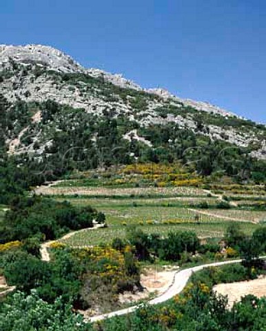 Vineyards on slopes of the Dentelles de Montmirail  north of BeaumesdeVenise Vaucluse ACs Muscat de BeaumesdeVenise and CotesduRhoneVillages BeaumesdeVenise