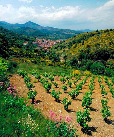 Vineyard above village of Caramany with broom in   flower on the surrounding hills  PyrnesOrientales France   Ctes du RoussillonVillages Caramany