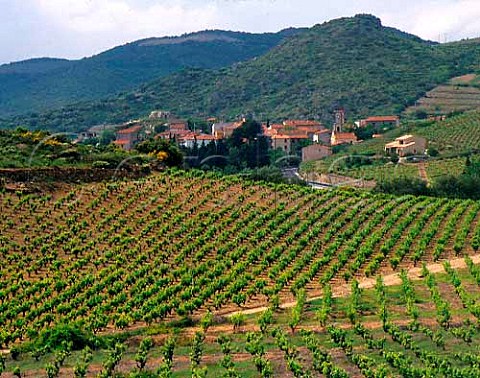 Vineyards around village of Planzes    PyrnesOrientales France   Ctes du RoussillonVillages