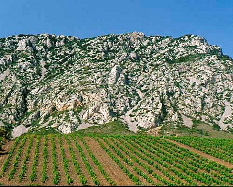 Vineyard above the village of Maury   PyrnesOrientales France   Maury VDN  Ctes du RoussillonVillages