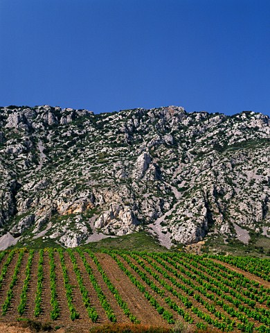Vineyard above the village of Maury   PyrnesOrientales France Maury  Ctes du RoussillonVillages